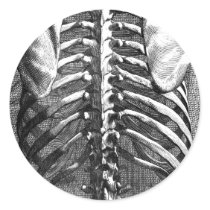 Vintage drawing of a spine and ribcage