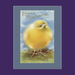 Vintage Easter Chick Postcard postcards