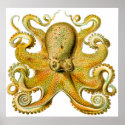Vintage Ernst Haeckel Octopus in Yellow posters