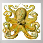 Vintage Ernst Haeckel Octopus in Yellow Posters