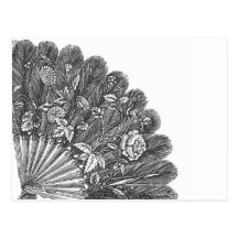 Vintage Feathery Fan Postcards