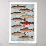 Vintage Fish posters