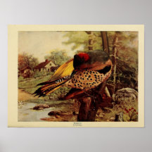 Vintage flicker birds colour litho photo poster