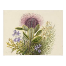 Vintage Floral Thistle Postcard