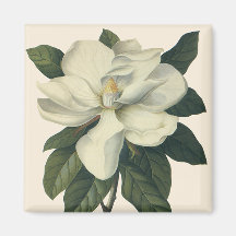 Vintage Flowers, Blooming White Magnolia Blossom Refrigerator Magnet