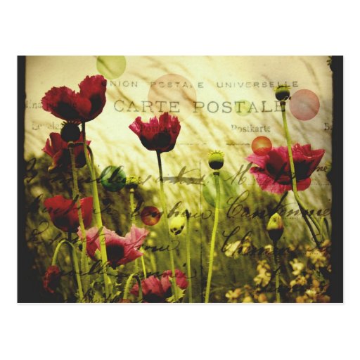 Vintage flowers Postcard