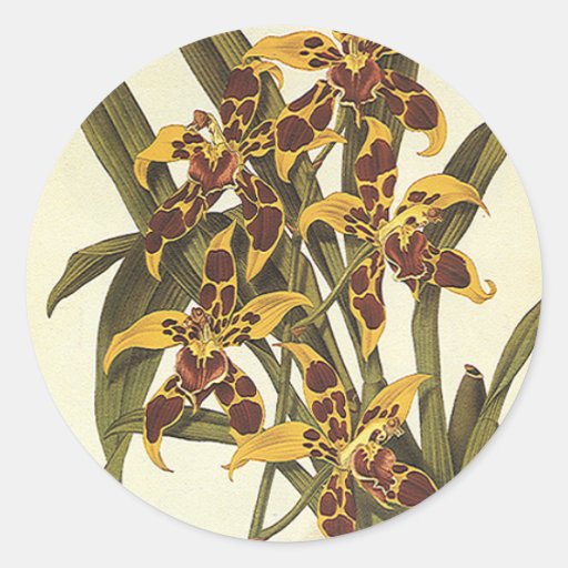 Vintage Flowers, Tropical Odontoglossum Orchid Sticker