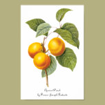 Vintage Food Fruit, Apricot Peach by Redoute posters