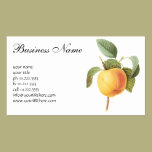 Vintage Food Fruit, Calville Apple by Redoute business cards
