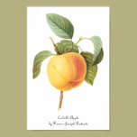 Vintage Food Fruit, Calville Apple by Redoute posters