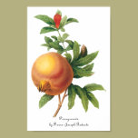 Vintage Food Fruit, Pomegranate by Redoute posters