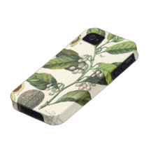 Vintage Food Herbs Spice, Nutmeg Plant Fruit Seeds Case-Mate iPhone 4 Cases