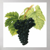 Vintage Fruit; Red Wine Grapes Print