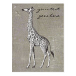 Vintage Giraffe Post Cards