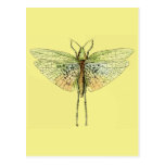 Vintage Grasshopper Print Post Cards