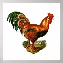 Vintage Green Tail Feathers Rooster Cockerel