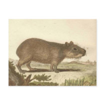 Vintage Guinea Pig Post Card