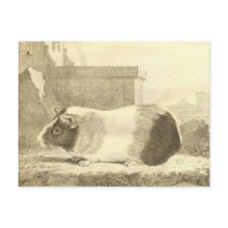 Vintage Guinea Pig Post Cards