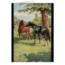 Vintage Horse Mare Stallion Equestrian Cards