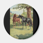 Vintage Horse Mare Stallion Equestrian Fridge Magnets