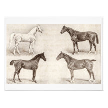 Vintage Horses - Horse and Pony Templates  horse Art Photo