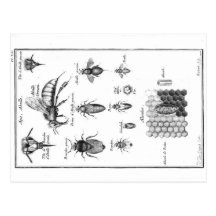 Vintage Illustration - Bees & Honeycomb Postcard