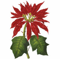 Vintage Illustration Christmas Poinsettia Photo Cut Out