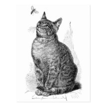 Vintage illustration of Cat watching an Insect Post Card
