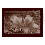 Vintage Lilie 2 cards