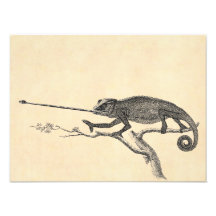 Vintage Lizard Chameleon Illustration Template Photo Art