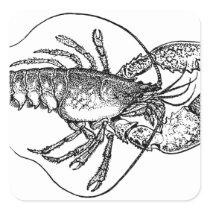 Vintage Lobster illustration Square Stickers