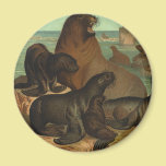 Vintage Marine Life Animals Sea Lions on the Shore magnets