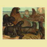 Vintage Marine Life Animals Sea Lions on the Shore postcards