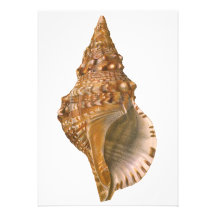 Vintage Marine Life Ocean Animal, Triton Seashell Custom Announcement