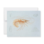 Vintage Marine Life; Shrimp Anatomy invitations