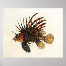Vintage Marine Ocean Life Animal, Lionfish, Fish Posters