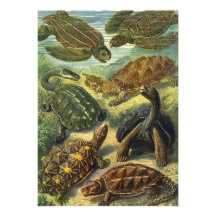Vintage Marine Reptiles, Sea Turtles Land Tortoise Custom Announcement