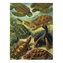 Vintage Marine Reptiles, Sea Turtles Land Tortoise Postcards