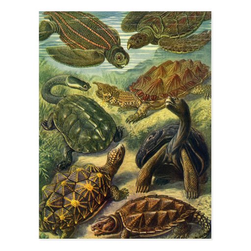 Vintage Marine Reptiles, Sea Turtles Land Tortoise Postcards