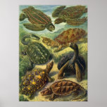 Vintage Marine Reptiles, Sea Turtles Land Tortoise Print