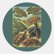 Vintage Marine Reptiles, Sea Turtles Land Tortoise Round Sticker