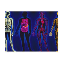 Vintage Medical, human systems Post Card
