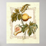 Vintage Melon Pear French Country Kitchen Pepino Poster