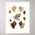 Vintage Mollusks posters