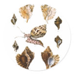 Vintage Mollusks stickers