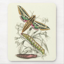 Vintage Moth Progression Mouse Pads