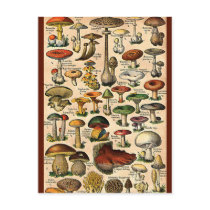 Vintage Mushroom Guide Postcard