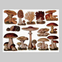 Vintage Mushroom postcards