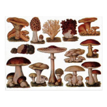 Vintage Mushroom Post Cards
