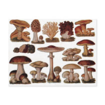 Vintage Mushroom Post Cards